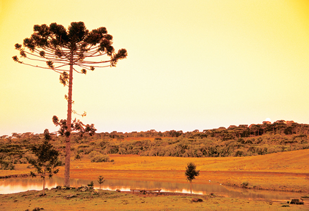 Paisagem rural